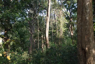 an anti forest policy  rhetoric or sleight of hand 