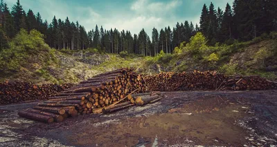 scientists warn of a looming mass extinction of species