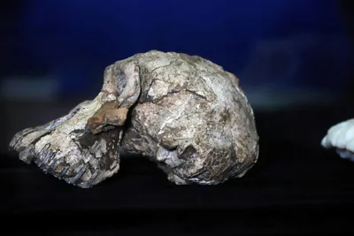 skull of ancient human ancestor who lived 3 8 million years ago unearthed