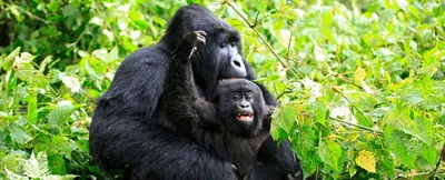 we don’t know how many mountain gorillas live in the wild  here’s why