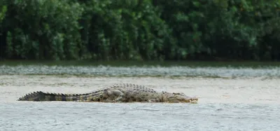 saltwater crocodiles in the andaman and nicobar have a pr problem
