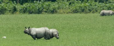 rti activist group alleges fudging of rhino census data