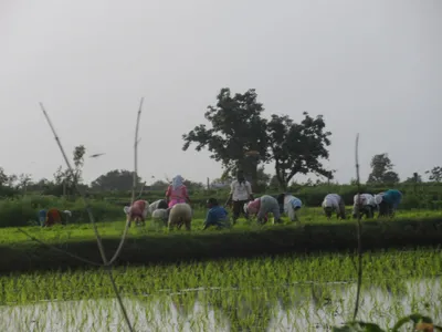in telangana  trs’s flagship farmers’ welfare scheme could be its downfall