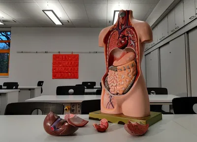 changes to post mortem protocols cannot solve india s chronic organ donation gap