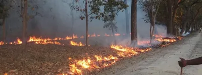 most forest fires in india are due to human activity