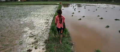 centre opts for long term agricultural reforms  leaving farmers ‘atmanirbhar’ in crisis