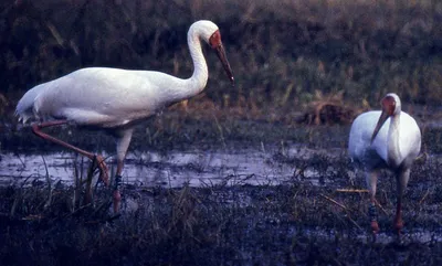 there is still some omid