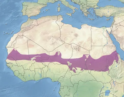 france faces pushback in sahel as africa asserts its sovereignty