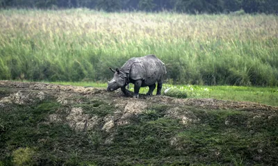 conservationists decry national board for wildlife  court gives govt 4 weeks to reply