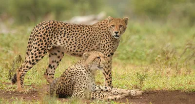 three more cheetahs  all from south africa  released into kuno