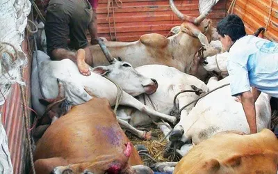 cattle skinners in bundelkhand are looking for an out