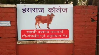 hansraj students unhappy as college gets its own cow for  research 