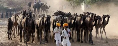  purchasing cattle invites either extortion or murder  so why will we risk our lives  