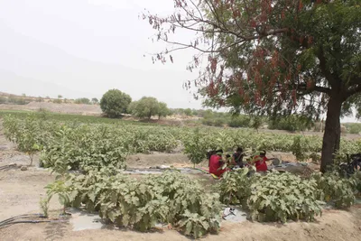 for the first time in years  maharashtra s drought affected region is green