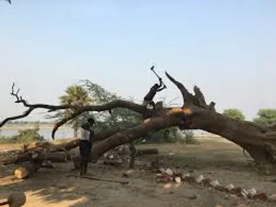 can amendment to up’s tree protection act boost the state s green cover 