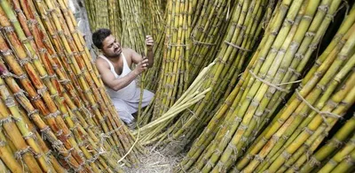 mounting sugarcane dues in up worry farmers – and local bjp leaders