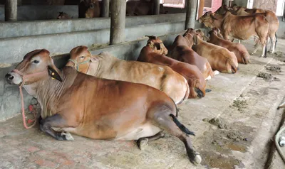 beef supply to resume in goa as traders end strike
