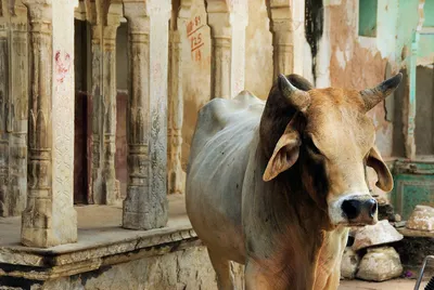 only bad science demands silent obedience  why priyanka gandhi was right to challenge kamakoti