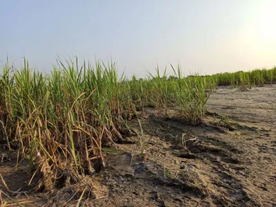 bihar  in flood ravaged west champaran  locals disillusioned with elections  leaders