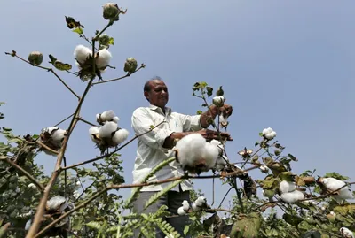 india cuts monsanto s gm cottonseed royalty by 24   may trigger another row
