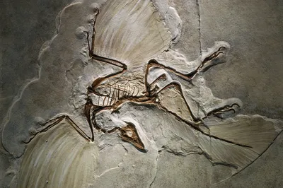 archaeopteryx may have flown in short bursts  like modern day pheasants