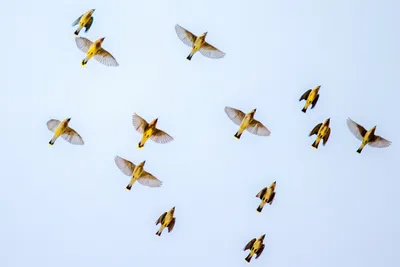 how your field notes  dusty or new  can help science