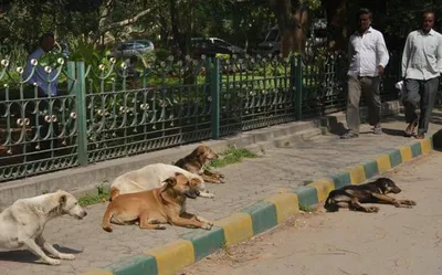 youtuber arrested for posting video of dog flying with helium balloons
