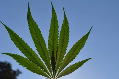 india joins us  eu  votes for removing some controls on cannabis in un treaty 