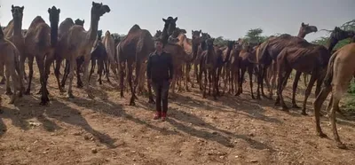 rajasthan  no cattle fair this year  camel owners worst hit