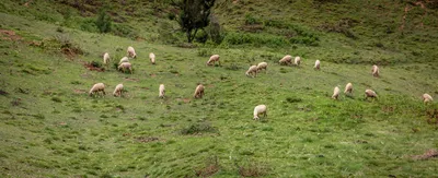 wildlife protection in tamil nadu now comes at a very high cost