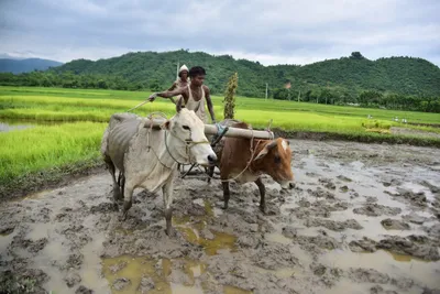 rural india suffered during lockdown  but most satisfied with govt  survey