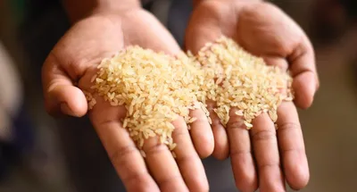 govt bans exports of non basmati white rice ‘with immediate effect 