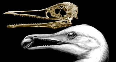 new fossils reveal more about ancient bird with blended dinosaur  avian traits