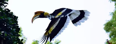 birds vs hydropower project in arunachal pradesh  who will win 