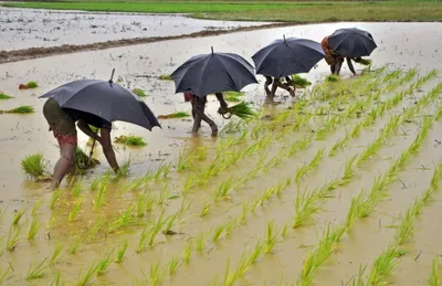 monsoon covers two third of india earlier than usual  accelerates crop sowing