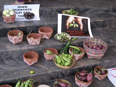 for genetically engineered crops  india is no country for regulation