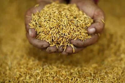 in the year of millets  coarse grains remain neglected despite nutritional benefits