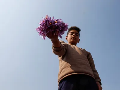 after years of drought  pampore has ‘bumper’ saffron crop