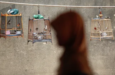 the  gender  role of a professor