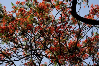 delhi s summer blossom