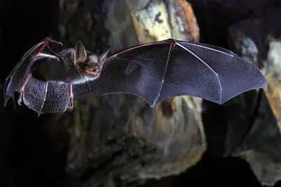 watch  what is nipah virus and should we worry 