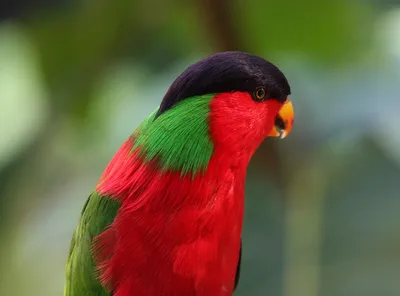 why a recent  animal rescue  in assam raises questions