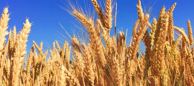 government forecasts record wheat  rice harvest this year
