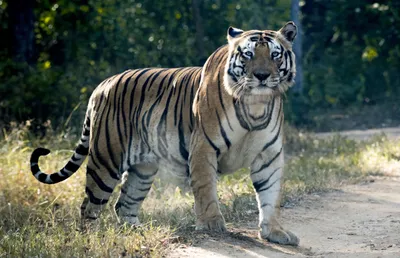 how the tiger census estimated india now has 2 967 tigers