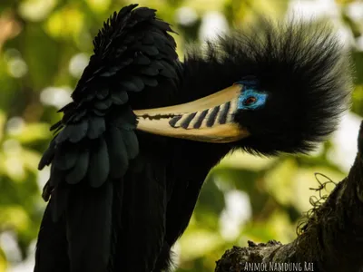 the hornbills of latpanchar