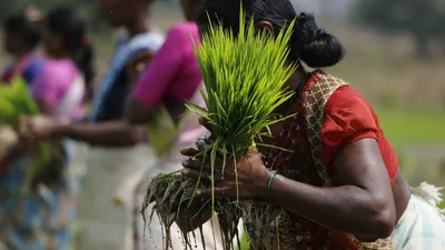 for climate smart agriculture to succeed  need to take into account social dynamics