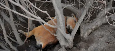 in photos  guatemalan town becomes a cemetery after volcano eruption