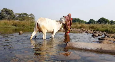 crossing a river on foot to get to school in odisha