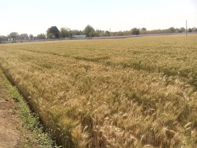 wheat procurement brings comfort but challenges remain