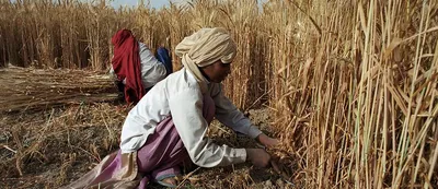 a hailstorm has triggered a cyclical crisis of agricultural distress in bundelkhand